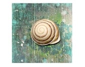Turquoise Sea Snail Shell Fine Art Photograph -Seashell Ocean Sea Beach House Decor Nature Green Weathered Print