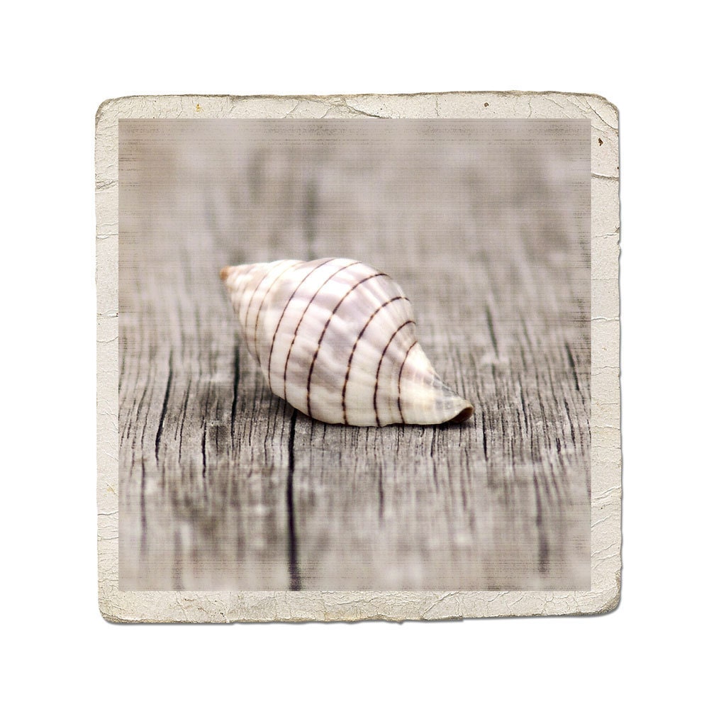 Seashell Photograph Banded Tulip Shell -Rustic Beach Ocean Sea Spiral Striped Nature Vintage Style Fine Art
