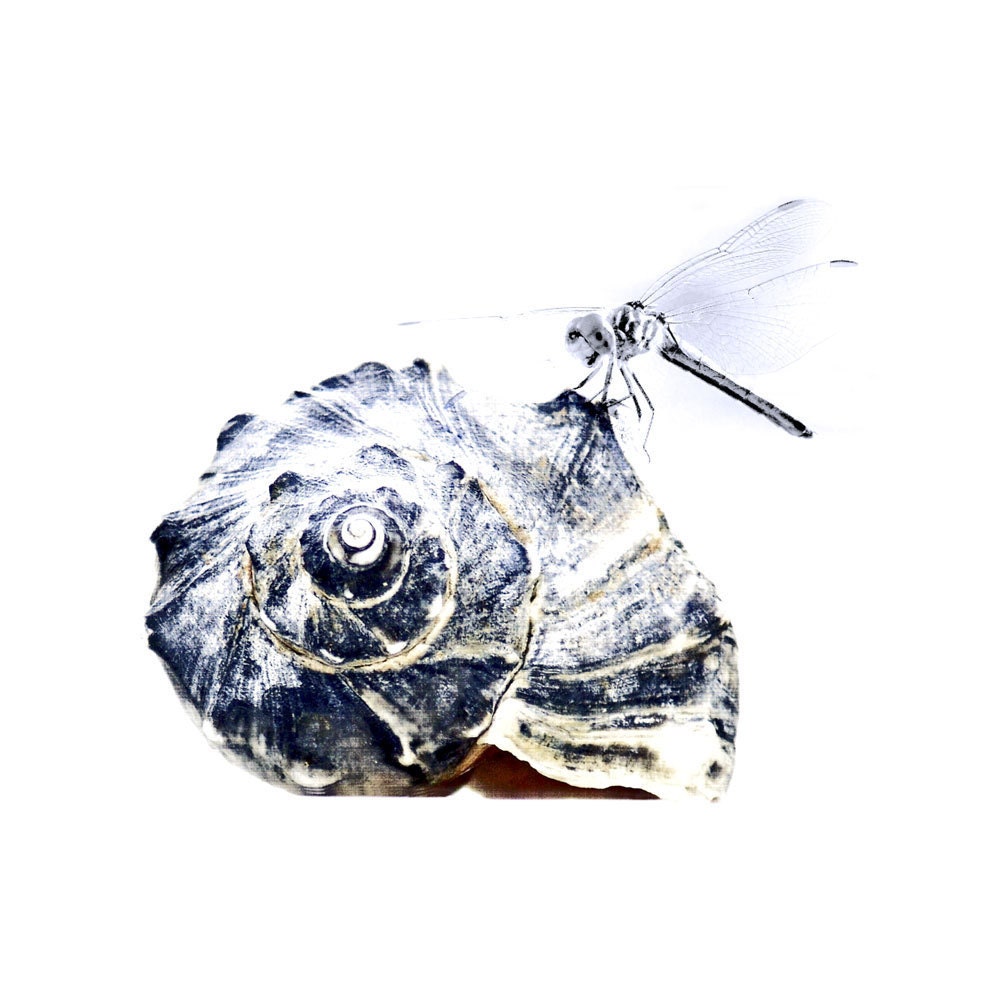 Dragonfly On Whelk Fine Art Photograph -Seashell Shell Indigo Blue Navy Beach Decor Ocean Sea Nautical Nature