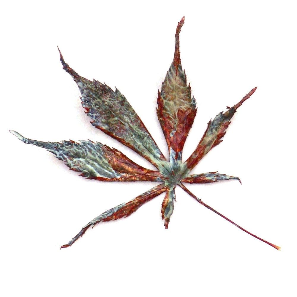 Leaf Photograph Painted Maple -Minimalist Fine Art Nature