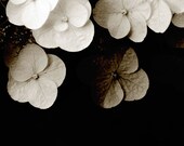 Flower Art Photograph Light In Dark -Sepia Black White Hydrangea Nature Wedding Decor Minimalist