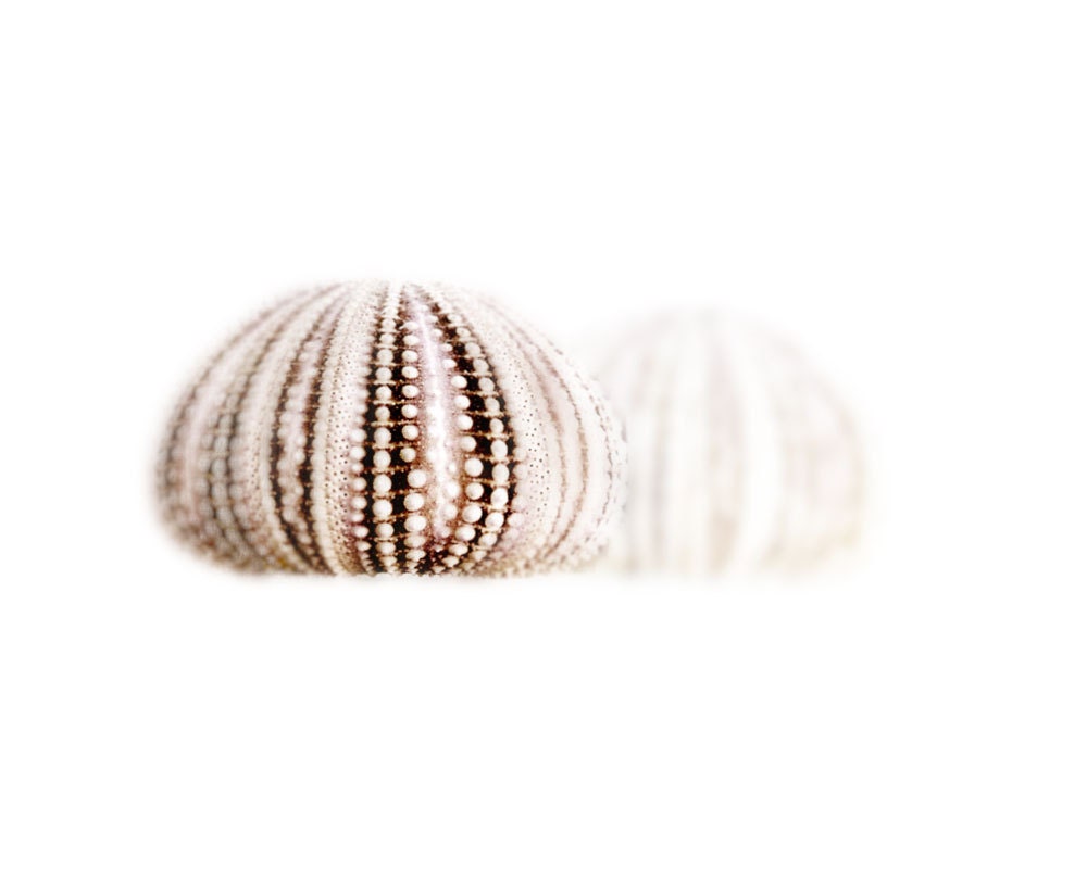 Beach Cottage Decor Sea Urchin - Nursery Baby Girl Seashell Pink Brown Print