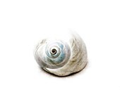 Beach House Living Seashell Print -Shabby Beach Cottage Blue Sea Shell