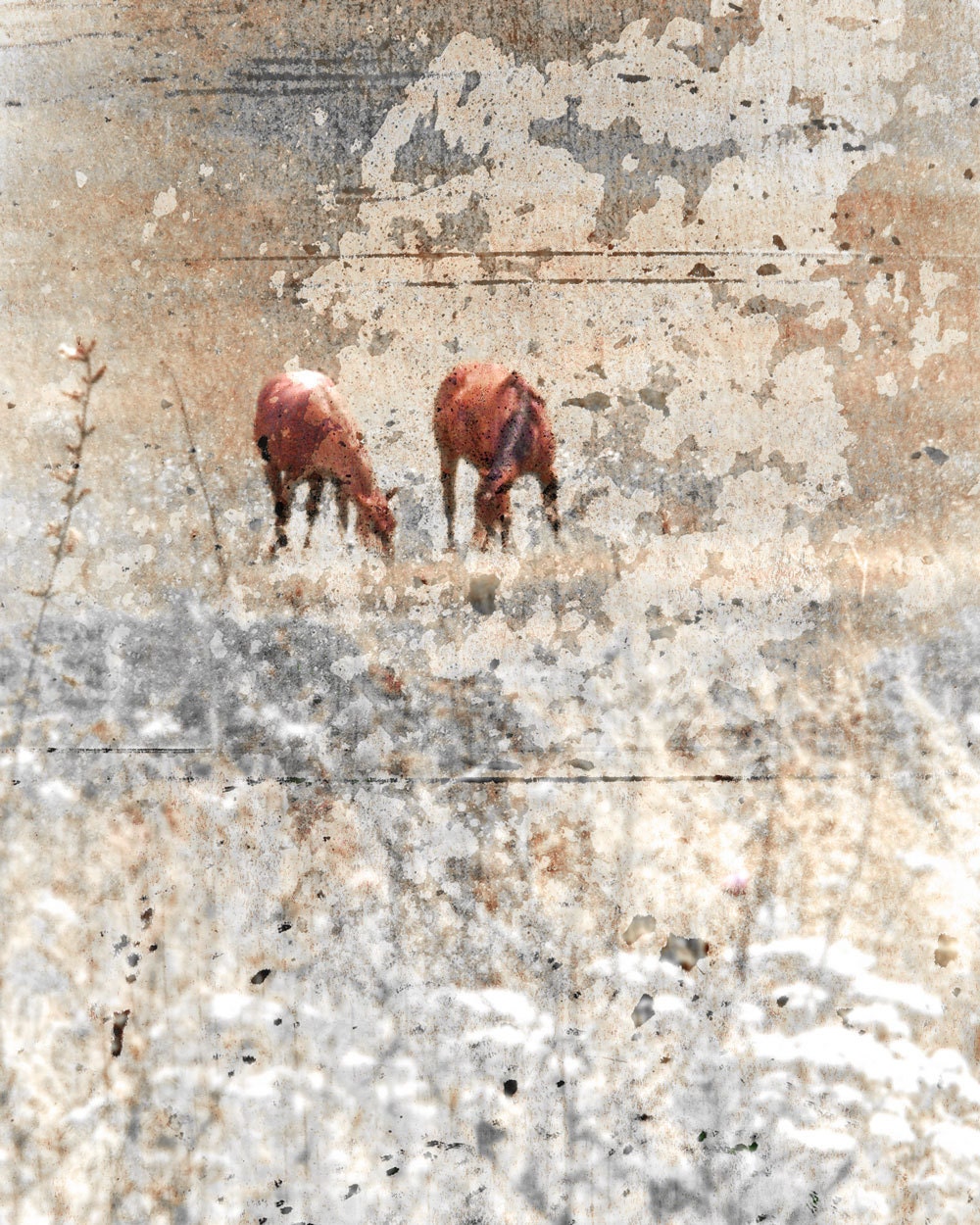 Horse Photograph Rustic Horses in Snow -Animal Fine Art Winter Farm Country Field Nature