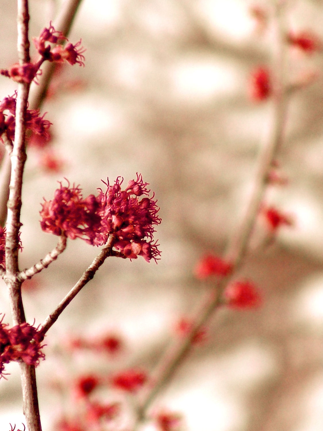 Red Botanical Art -Flowering Branches Maple Minimalist 5 x 7 Photo