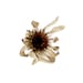 Botanical Fine Art Photo 8 x 10 Yesterday -Prairie Flower Sepia Brown Minimalist Nature