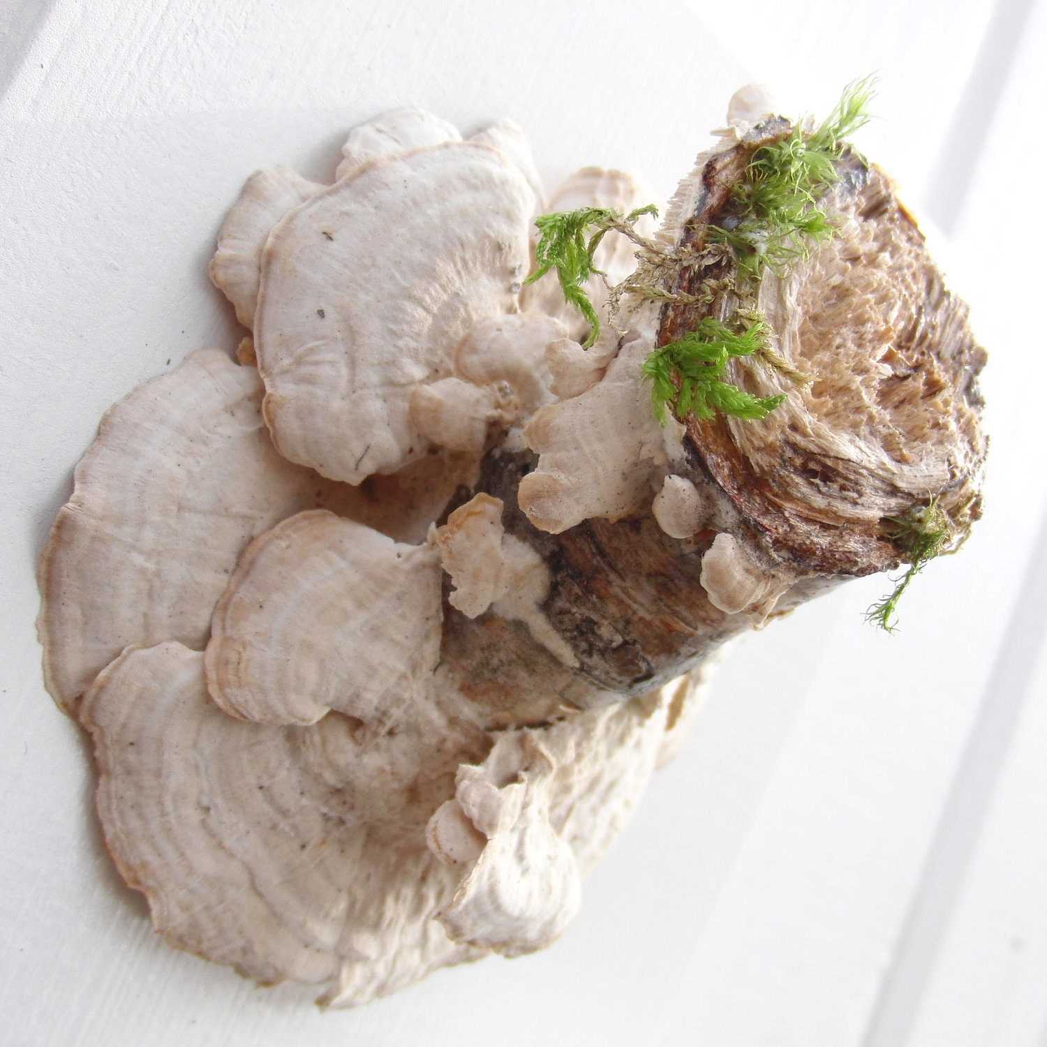 Birch tree and mushroom outgrowth wall decor