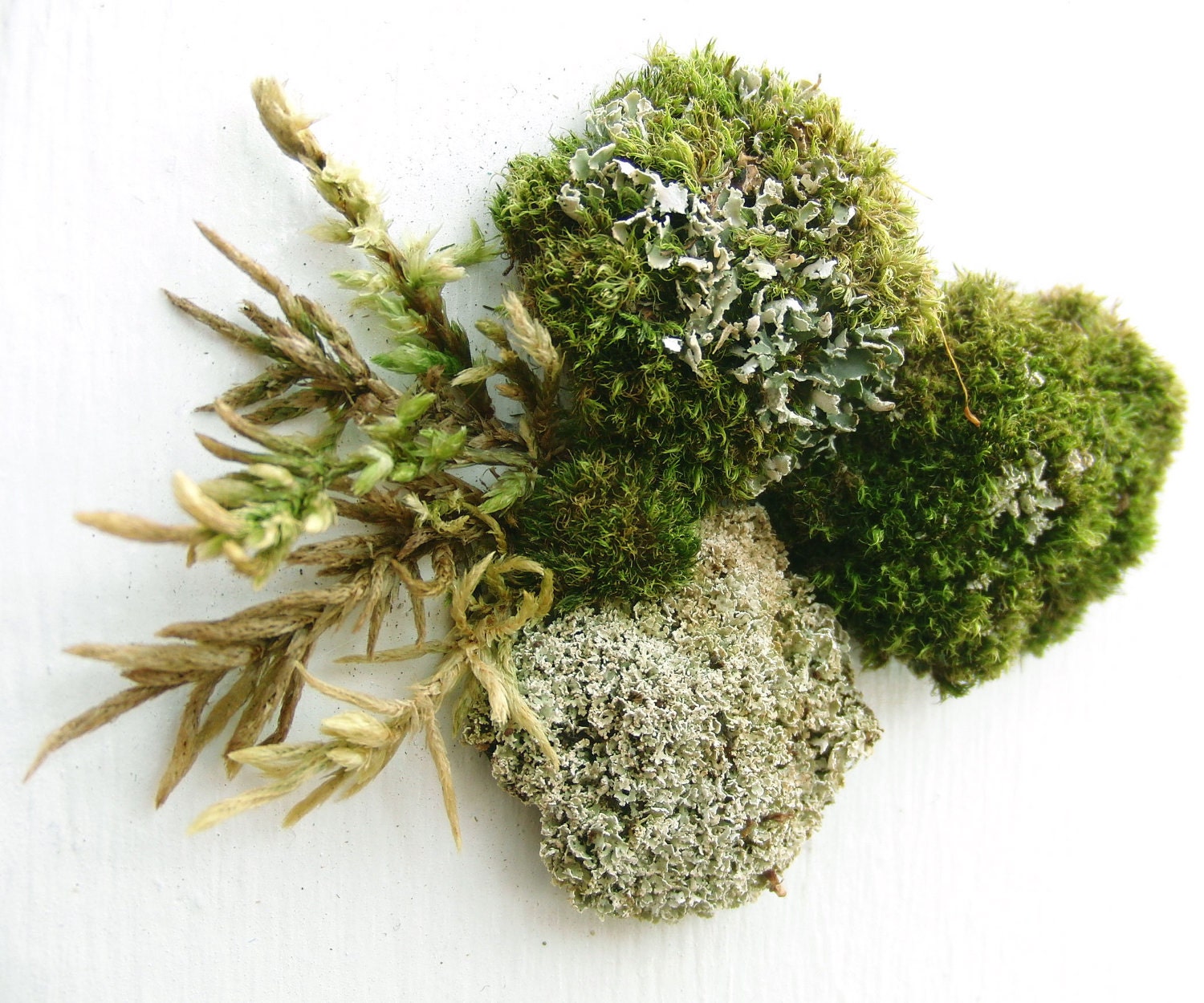 Moss clusters garden patch