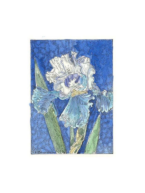 Blue and White IRIS ACEO from Theodora Signed Print