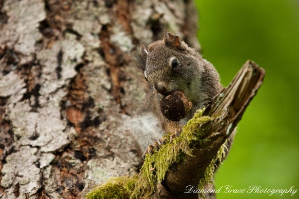 Seal Bay Squirrel - 12 x ...