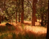 SALE The Enchanting Forest - Signed 8 x 12 Fine Art Nature Photograph, Trees, Woods, California, by IlluminatedLuna on Etsy