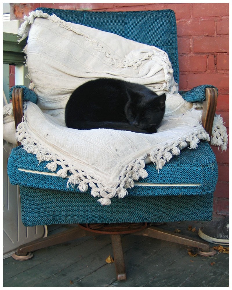 Cat Nap (8x10 photograph)