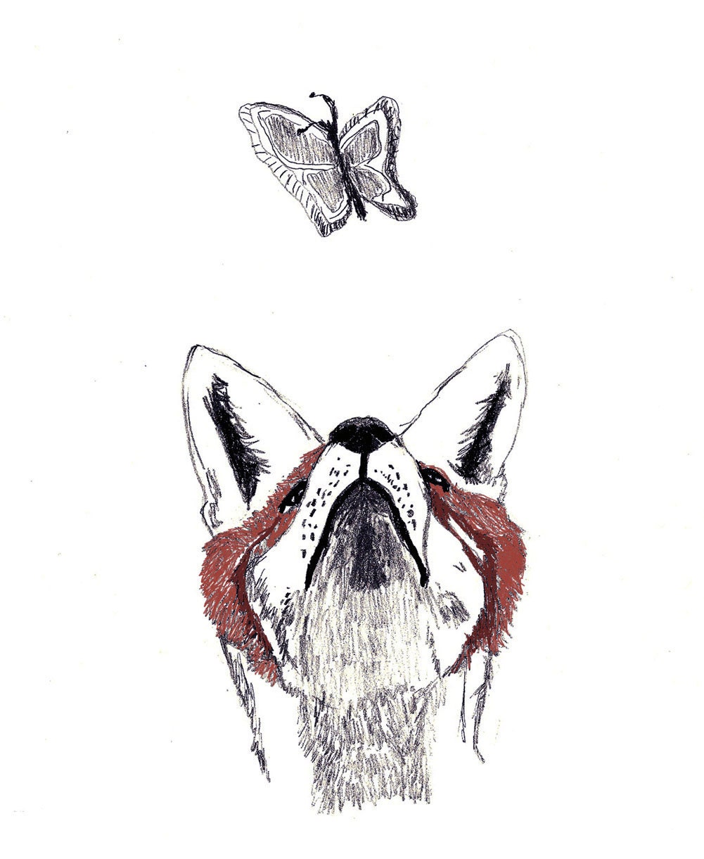 Fox Art - Fox and Butterfly - The Chase