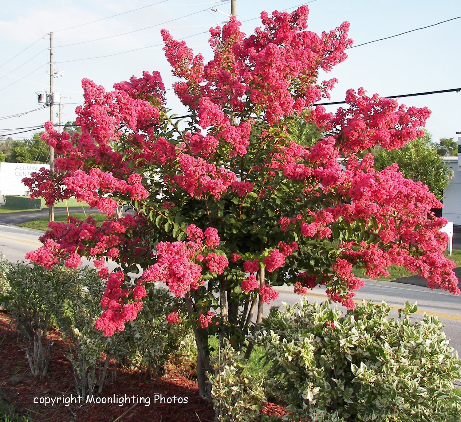 Pink Bloom Tree