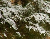 Print, 5x7 -Snowy Black Pine