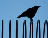 Barry Park Bird Silhouette-Photo Print