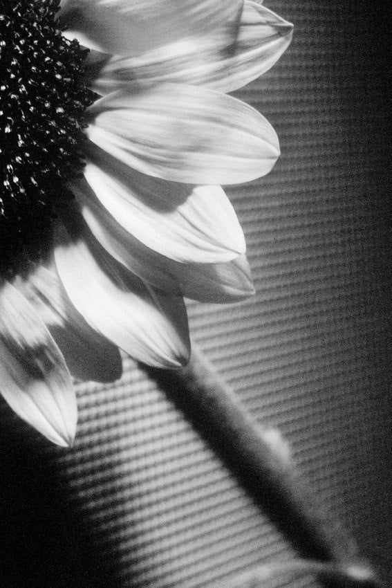 The Sunflower
