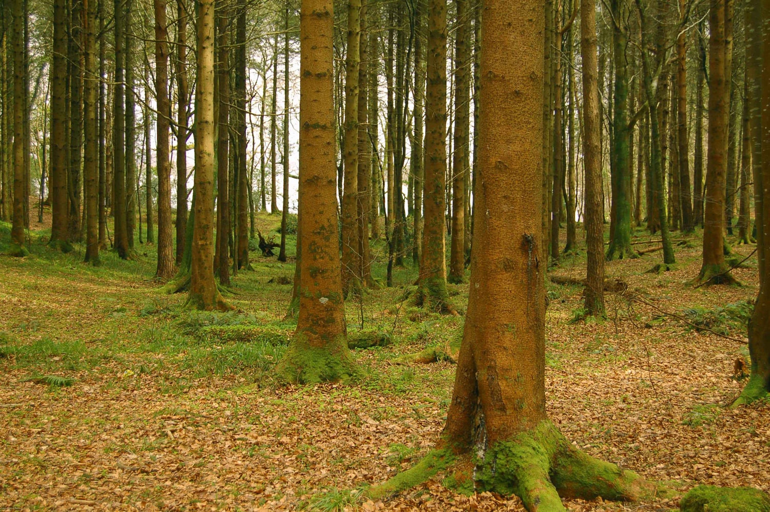 Secrets of the Trees (8x10 color photographic print)
