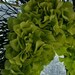 Preppy Lime Green Silk HYDRANGEA Wall Door Wreath Swirl Birch Twig Base