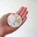 Felt Sand Dollar // Summer Hair Accessory // White Nautical Beach Wedding Hair Accessory by OrdinaryMommy on Etsy