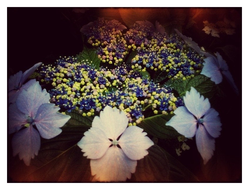 Hydrangeas, Blue, Weathered, Aged, Floral, Flowers, Gardens, 4 x 6, Fine Art Photgraphy
