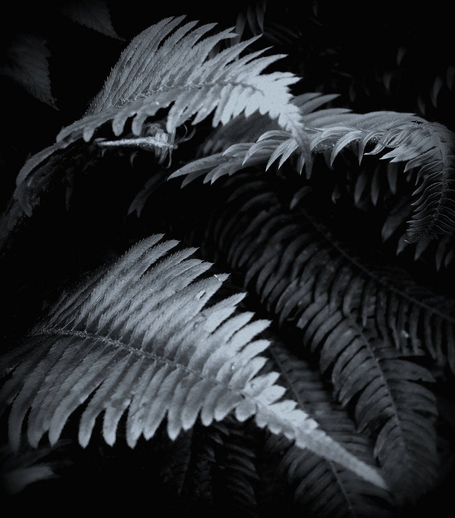 Woodland Wonders, Ferns, Abstract, Nature, Black and White Photography,  8 x 10, Fine Art Photography