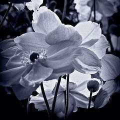Floral Photography, Anemones, Black and White, Garden, Summer time, Home Decor, 8 x 10 print,