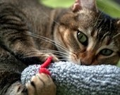 darn socks catnip mouse toy