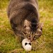 darn socks upcycled wool sock cat toy