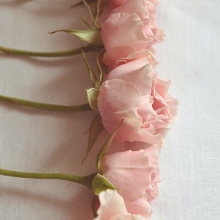 Dreaming with Pink Roses (8x8 Unframed Original Fine Art Photograph)