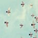 Freedom (5x5 Unframed Original Fine Art Photograph)