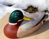 Mallard Drake