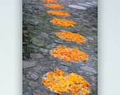 Marigold Path, Mexico, 8"x12" photo mounted on maple panel