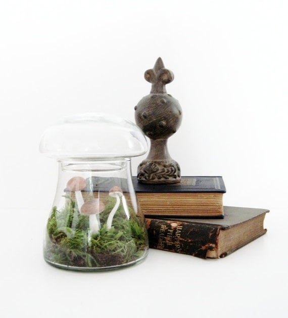 Toadstool Terrarium: Vintage Mushroom Apothecary Jar
