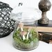 Toadstool Terrarium: Vintage Mushroom Apothecary Jar