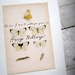 Parent/child birthday card, moths, butterfly