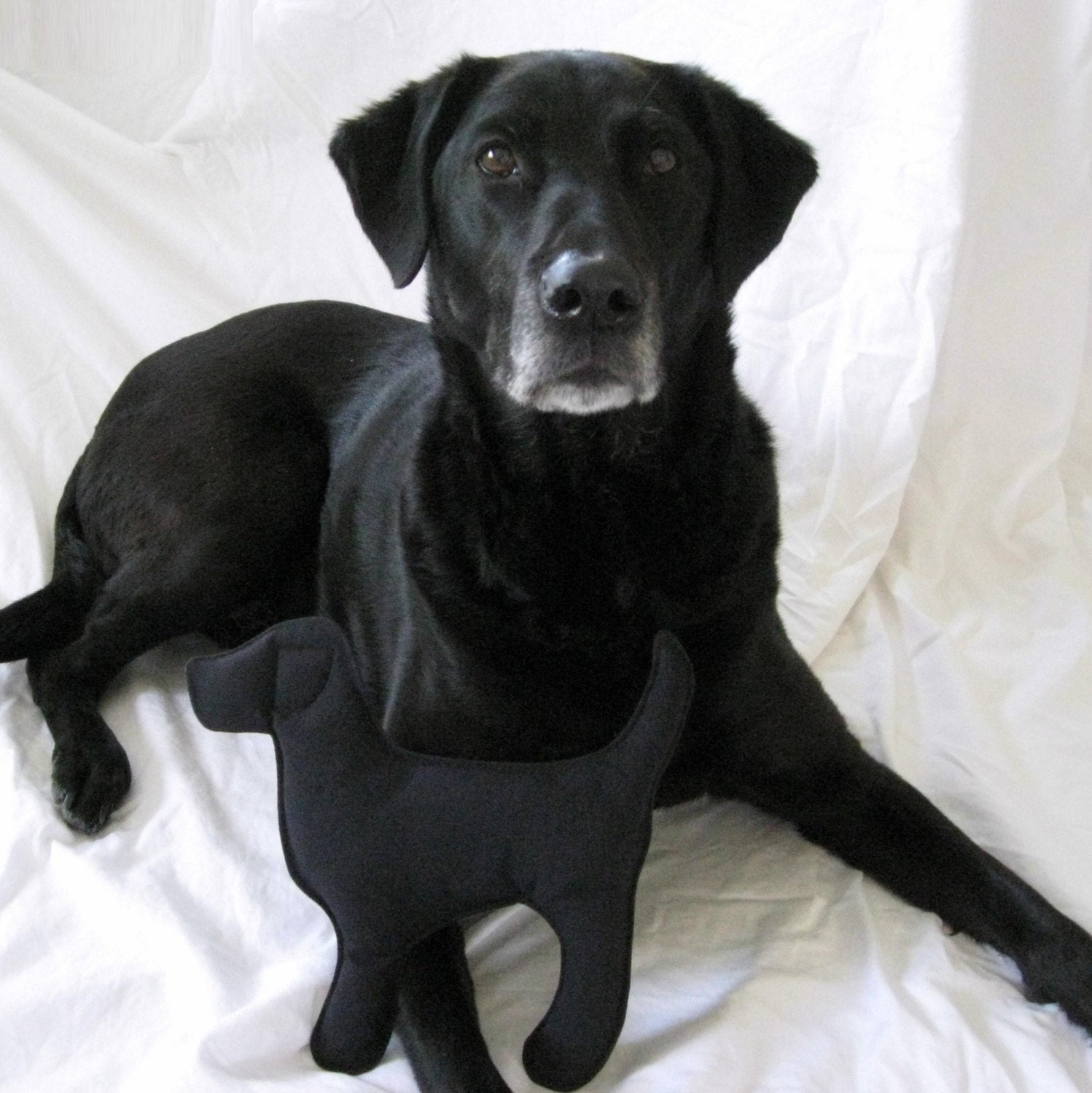 black lab dog