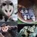 Opossum Drawstring Bag - Crochet Pattern