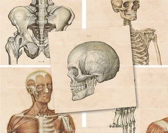 2.5 Inch Squares - Vintage Medical Illustrations - Digital Collage Sheet 816 -