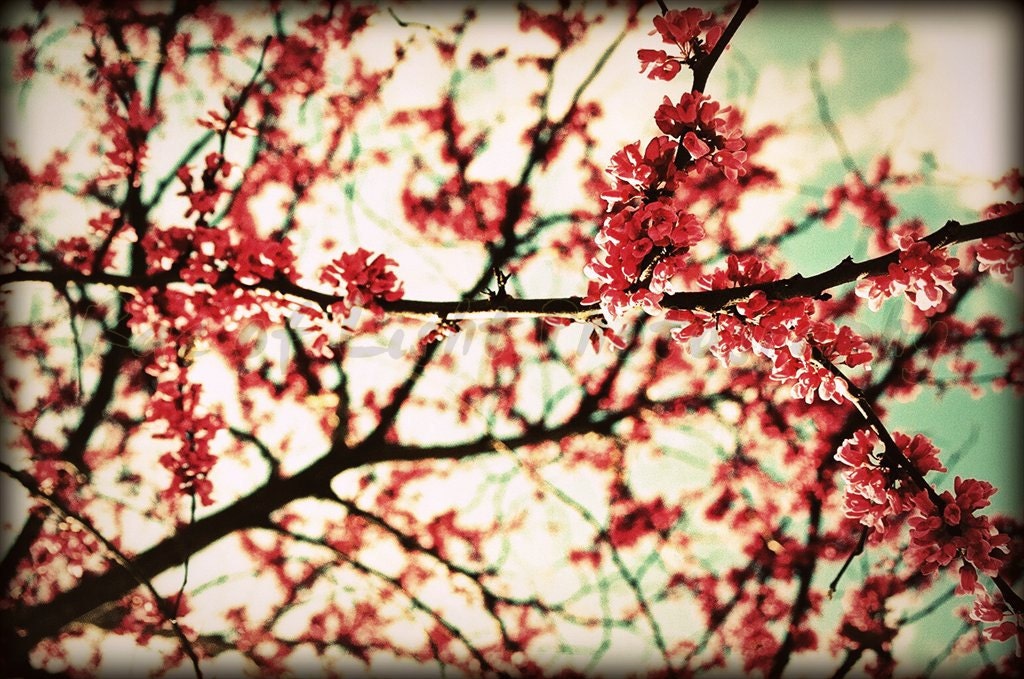 Crimson Flowers in Bloom- 16x24 Etsy Original Photography Art Print
