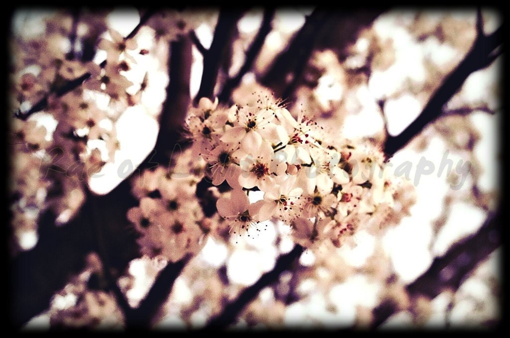 Pink Princess Flowers - 8x12 Etsy Original Photography Art Print