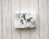 Winter White Photography, Art, Limited Edition Encaustic Photograph Mounted on Wood Panel, 4x6