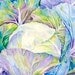 Watercolor Painting, Giclee print, Limited Edition Print 4/100, cabbage
