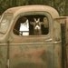 Truck Driver Goat, Photo on 4x4 wood block, this photo is in "Southern Living" magazine,July,2011