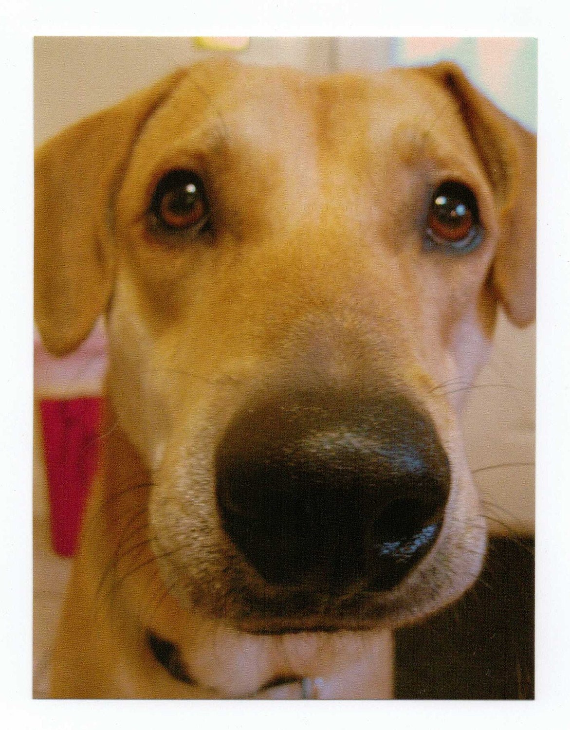 Dog Themed Postcards. Chocolate Lab Dog, Shepherd Mix Dog, and Lab Husky Mix Dog-Mini Dog Art-Set of 3