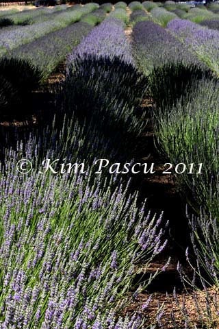 Lavender Rows Fine Art Print 12x18