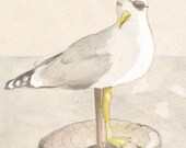 Pirate Seagull Art Print
