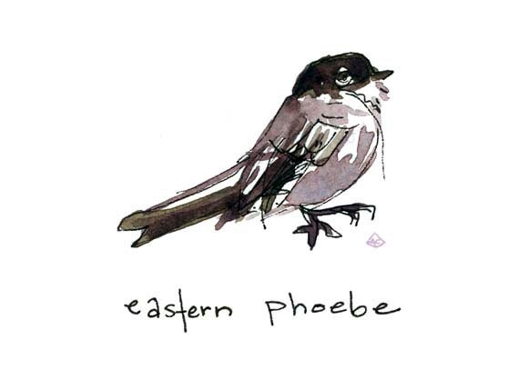 Eastern Phoebe Bird Illustration 5x7 print of original watercolor