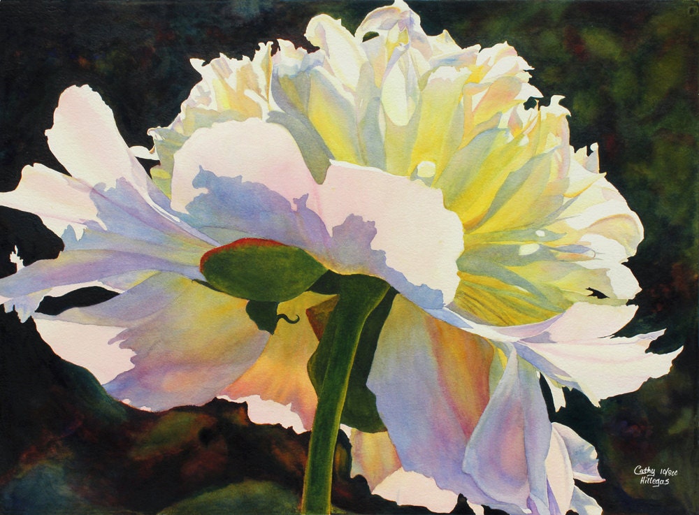 Peony Art Watercolor Painting Print from an original painting by Cathy Hillegas, Backlit Beauty, White, Pink, Blue, Yellow, 12" x 16"