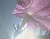 Petunia Reaching for the Sun Original Photograph